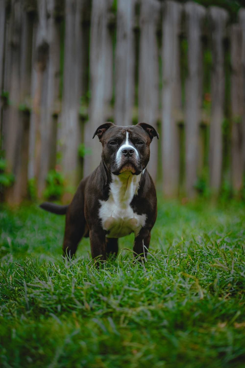 Staffordshire bull terrier (staffik) w ogrodzie stoi na zielonej trawie, zdjęcie oddaje idealną sylwetkę tej rasy.